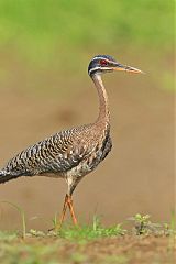 Sunbittern